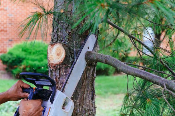 Best Dead Tree Removal  in Midwest City, OK